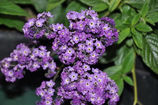 گل آفتاب پرست